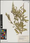 Foto von Salix acmophylla Boiss.
